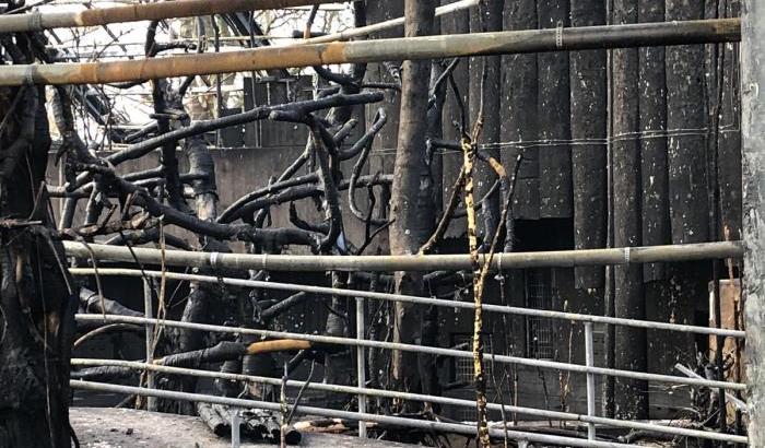 I fuochi di fine anno mandano a fuoco lo zoo di Krefeld: strage di tutte le scimmie