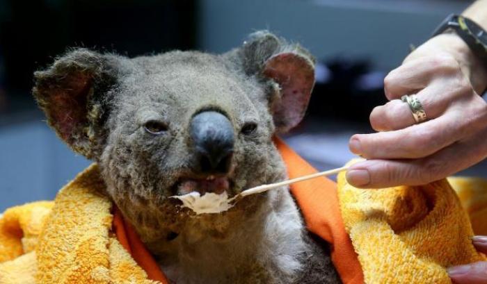 Nell'inferno di fuoco australiano sono morti un miliardo di animali