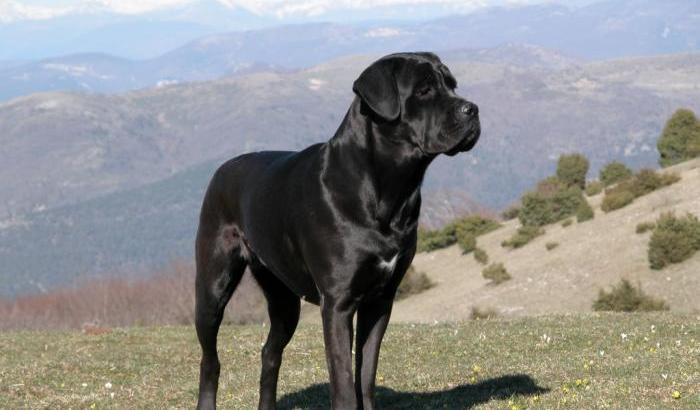 Uccide cane dopo litigio coi genitori: arrestato 35enne