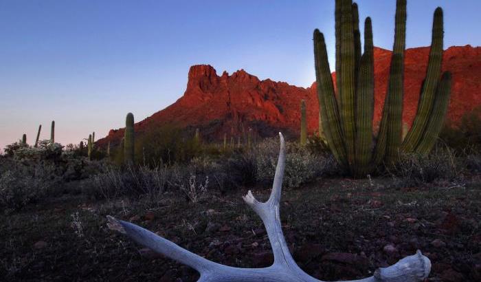 Organ Pipe Cactus National Monument