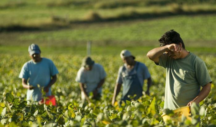 Migranti pagati 3 euro l'ora per turni di 11 ore nelle vigne venete