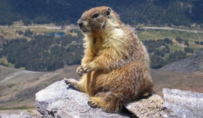 L'inverno è finito anche a San Pietroburgo: le marmotte dello zoo si svegliano in anticipo dal letargo