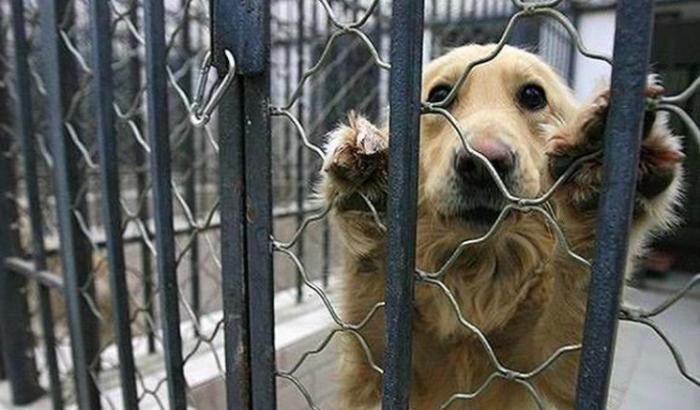 Un cane in gabbia