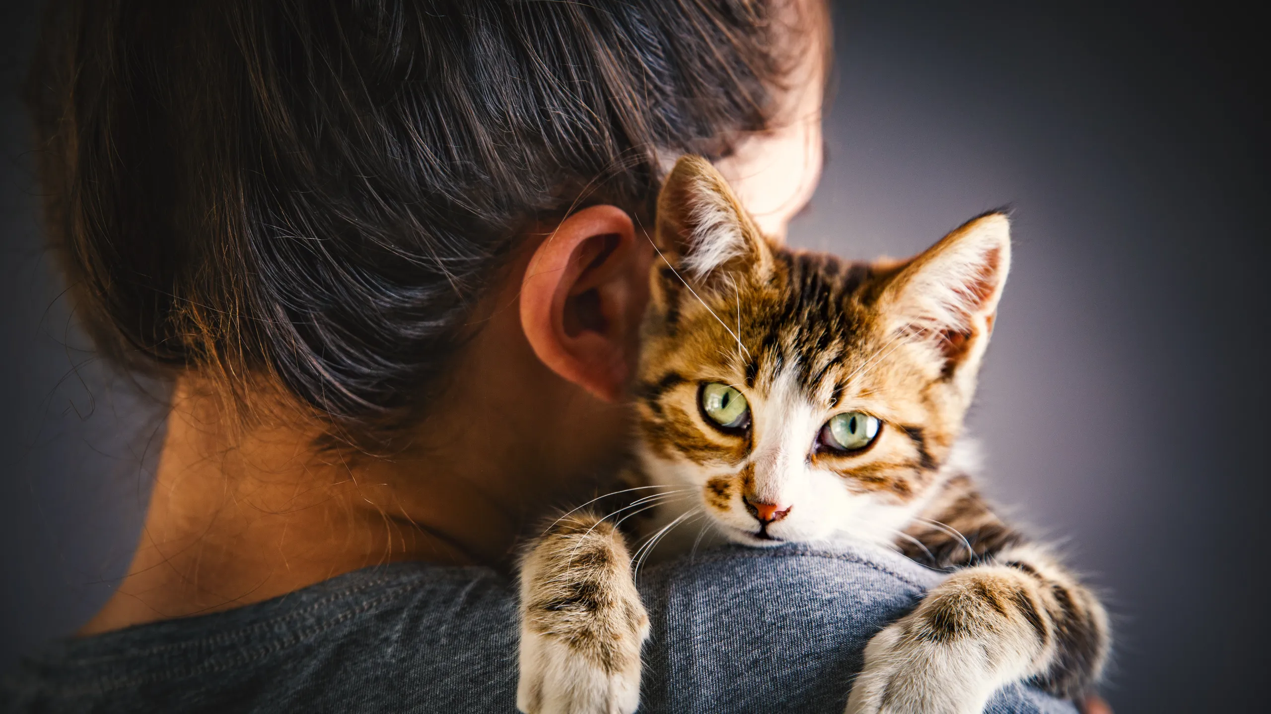 Oggi è la Festa del gatto: ecco come nasce la giornata dell'animale preferito dalle famiglie