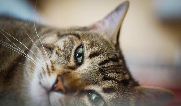 Coronavirus: un gatto positivo in Belgio. Ecco cosa dicono i veterinari
