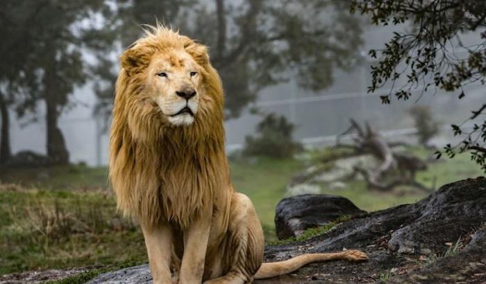 Quattro Tigri e tre leoni dello zoo di New York sono state infettate dal Covid-19
