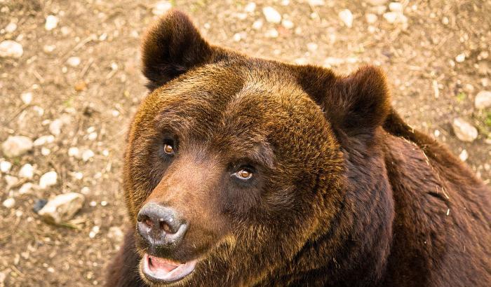 Il Tg2 e l'orso, favola inedita con fake e successiva precisazione