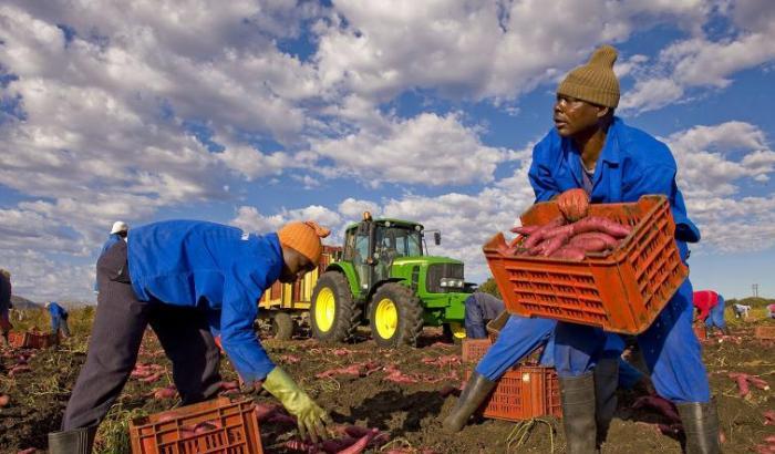 Tutta la frutta che avete mangiato in quarantena l'hanno raccolta i migranti che non volete regolarizzare