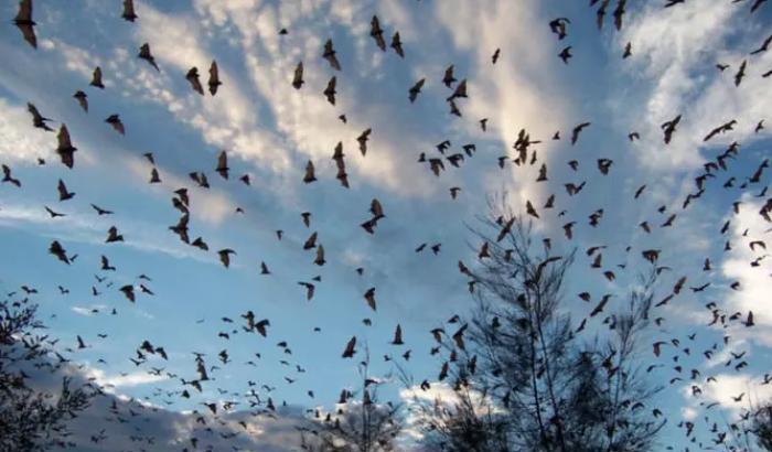 Nei pipistrelli dello Yunnan trovato un parente stretto del SARS-CoV-2