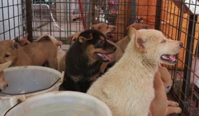 Nonostante i divieti, il Festival di Yulin non si ferma: centinaia i cani macellati