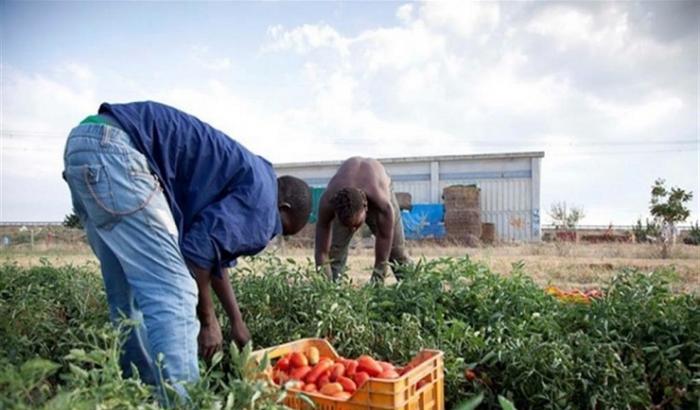 L'inferno dei campi italiani: costretti a turni di 26 ore pagati 1,50 euro l'ora