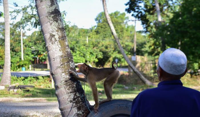 Dall'Asia arrivano le immagini dei macachi sfruttati e maltrattati per la raccolta delle noci di cocco