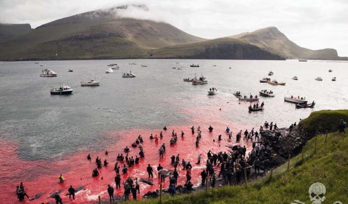 La denuncia della Ong Sea Shepherd: in corso il massacro di cetacei e delfini alle isole Faroe