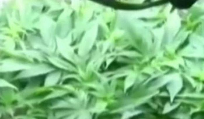 Neonata in coma a 14 mesi: la piccola aveva tracce di marijuana nelle urine