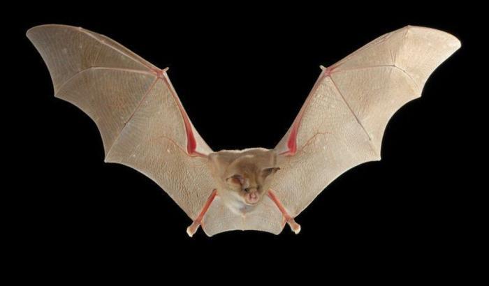 Pipistrello