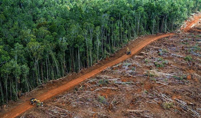 Deforestazione