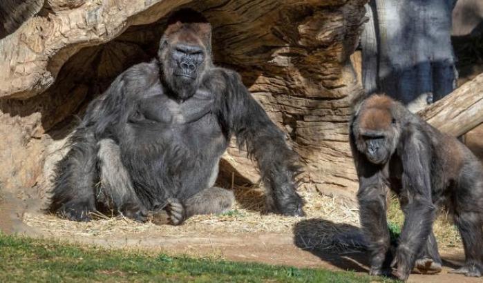 Due gorilla positivi al coronavirus nello zoo di San Diego: è allarme