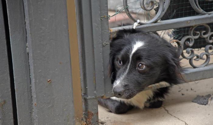 Cane aspetta padrone a Pavia