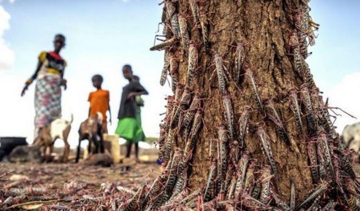 Sciami di locuste in Somalia