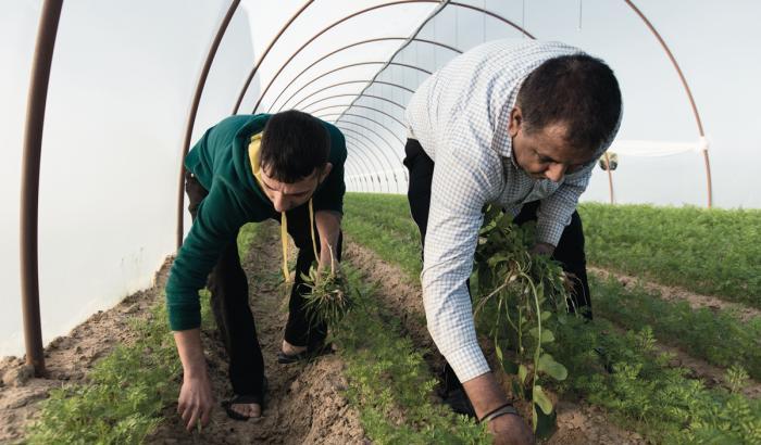 Indiani nelle campagne italiane