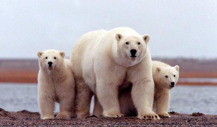 La Casa Bianca sospende le trivellazioni nella riserva dell'Alaska, altro schiaffo a Trump