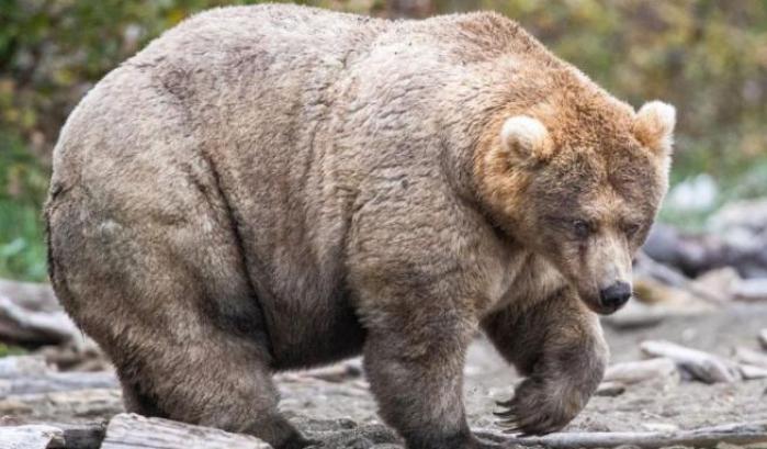 Orso bruno in Alaska