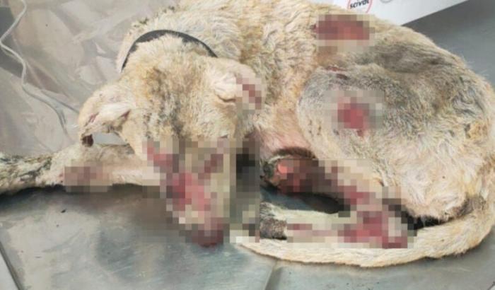 0005BF0F-i-cani-da-pastore-diventano-eroi-tra-le-fiamme-in-sardegna I cani da pastore diventano eroi tra le fiamme in Sardegna