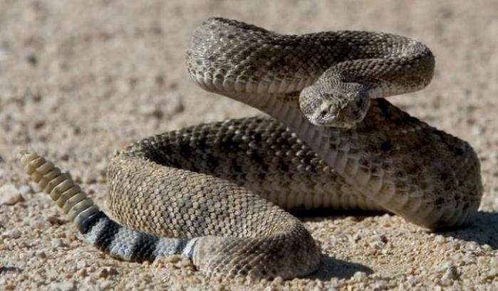 Il Covid agisce come il veleno di un serpente a sonagli: ecco lo studio