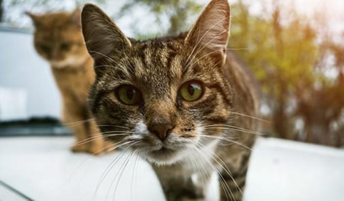 Lesignano, il paese in cui spariscono i gatti: nessuna traccia di 50 esemplari