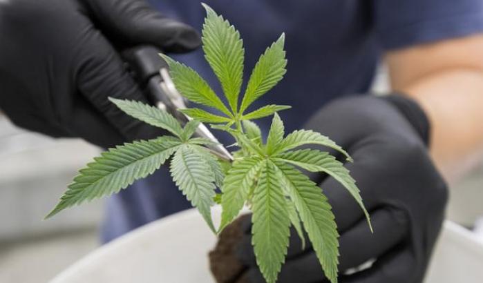 Approvato alla Camera il testo sulle mini-coltivazioni di cannabis in casa
