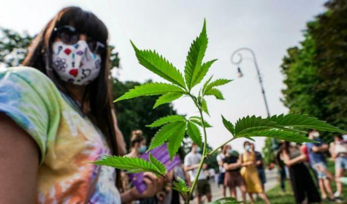 Raccolta firme per il referendum sulla cannabis