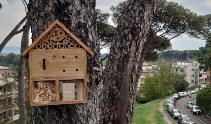 Oggi a Roma il "Coccinella Day": l'obiettivo è salvare 300mila pini da un parassita