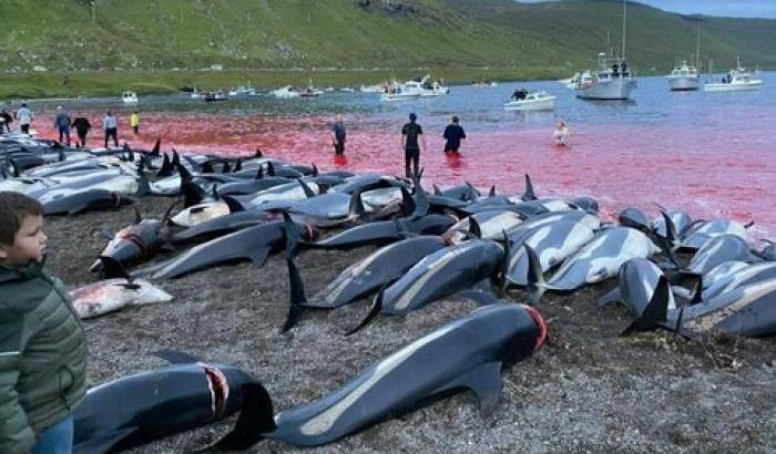 Grindadrap, mattanza dei delfini nelle isole Faroa