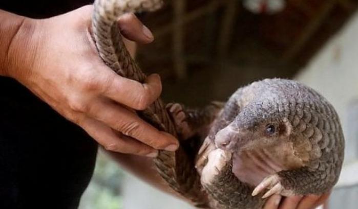 Le specie accusate del trasferimento del Covid