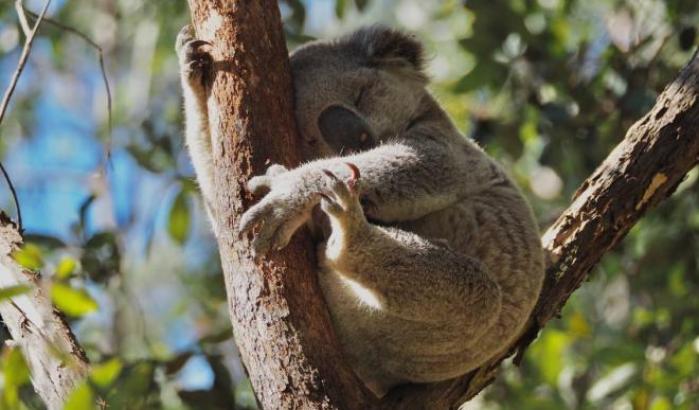 Koala in Australia