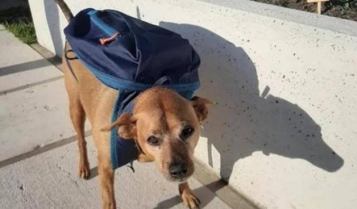 Feltre dà l'addio a Luigi, il cane postino del lockdown