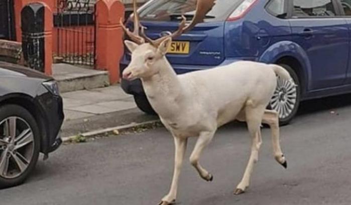 Raro cervo bianco avvistato, e abbattuto, a Liverpool