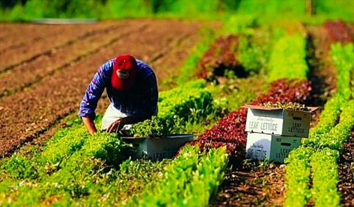 Sono circa centomila i lavoratori senza Green Pass nei campi. Coldiretti: “Raccolti a rischio”