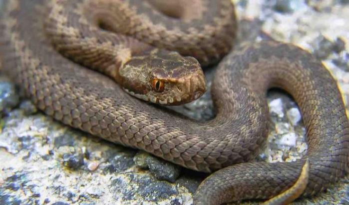 Mette un cobra nel letto della moglie per ucciderla: condannato all'ergastolo