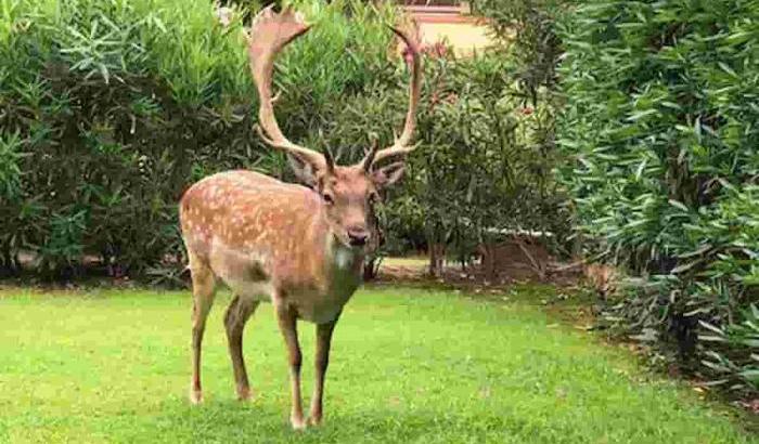 Un cervo carica e ferisce gravemente una coppia di anziani in un sentiero