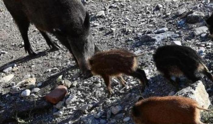 Le Regioni chiedono i "ranger" per l'emergenza cinghiali: ecco cosa vogliono