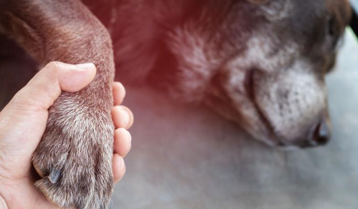 Cani e gatti uccisi in Cina durante la quarantena: la denuncia sui social dei padroni