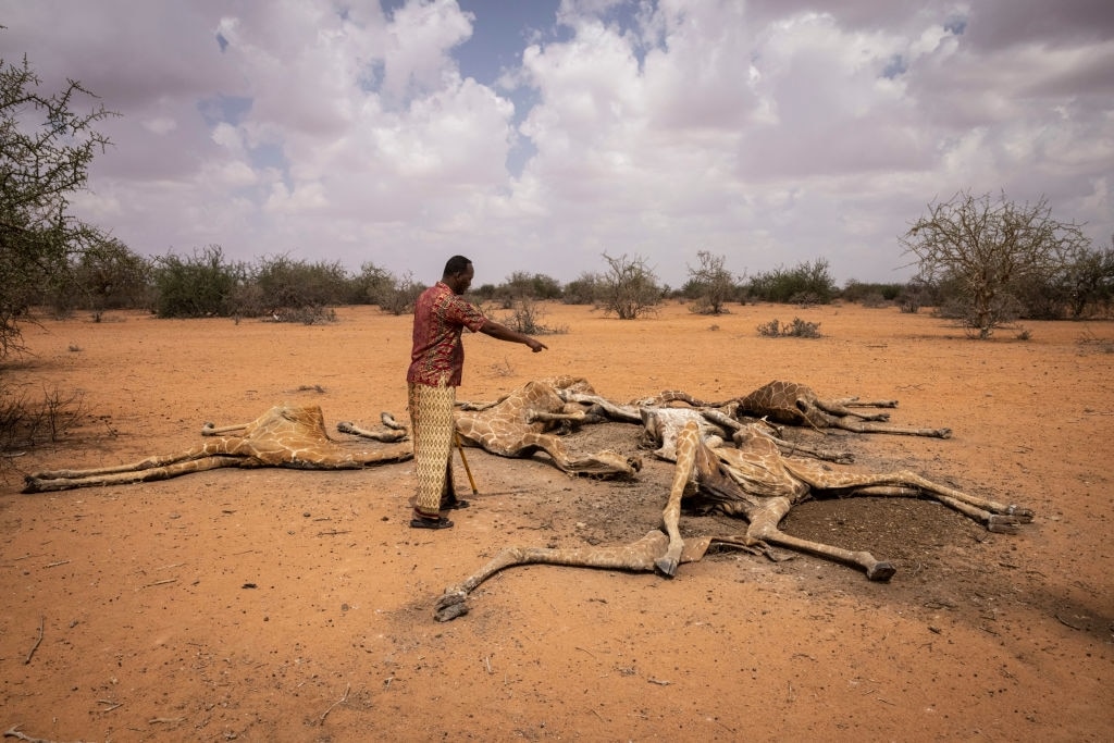 La siccità colpisce l'Africa orientale: la drammatica foto delle giraffe morte di sete in Kenya La siccità colpisce l'Africa orientale: la drammatica foto delle giraffe morte di sete in Kenya