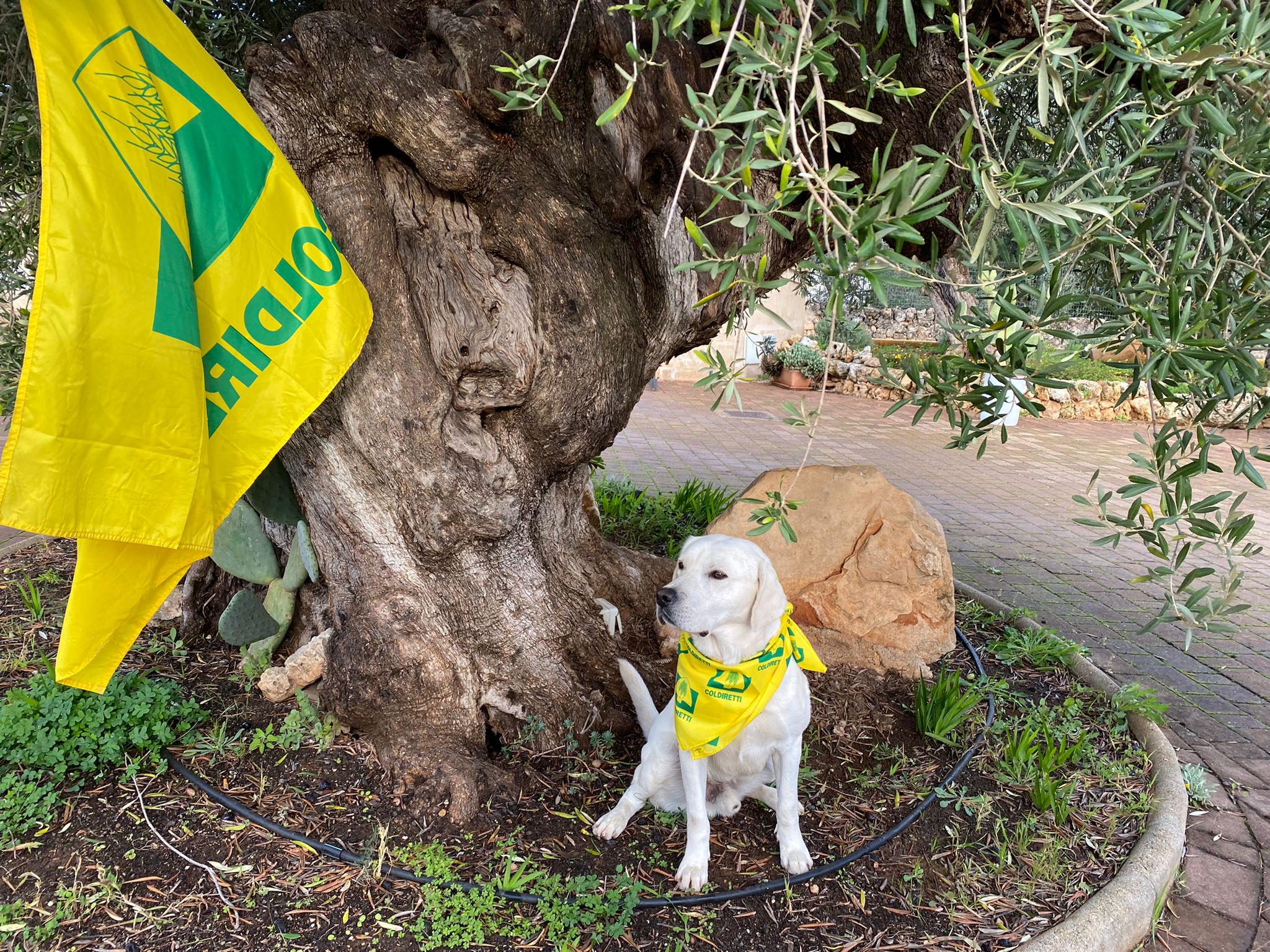 La nuova task force cinofila anti-Xylella: i cani possono individuare il batterio tramite l’olfatto