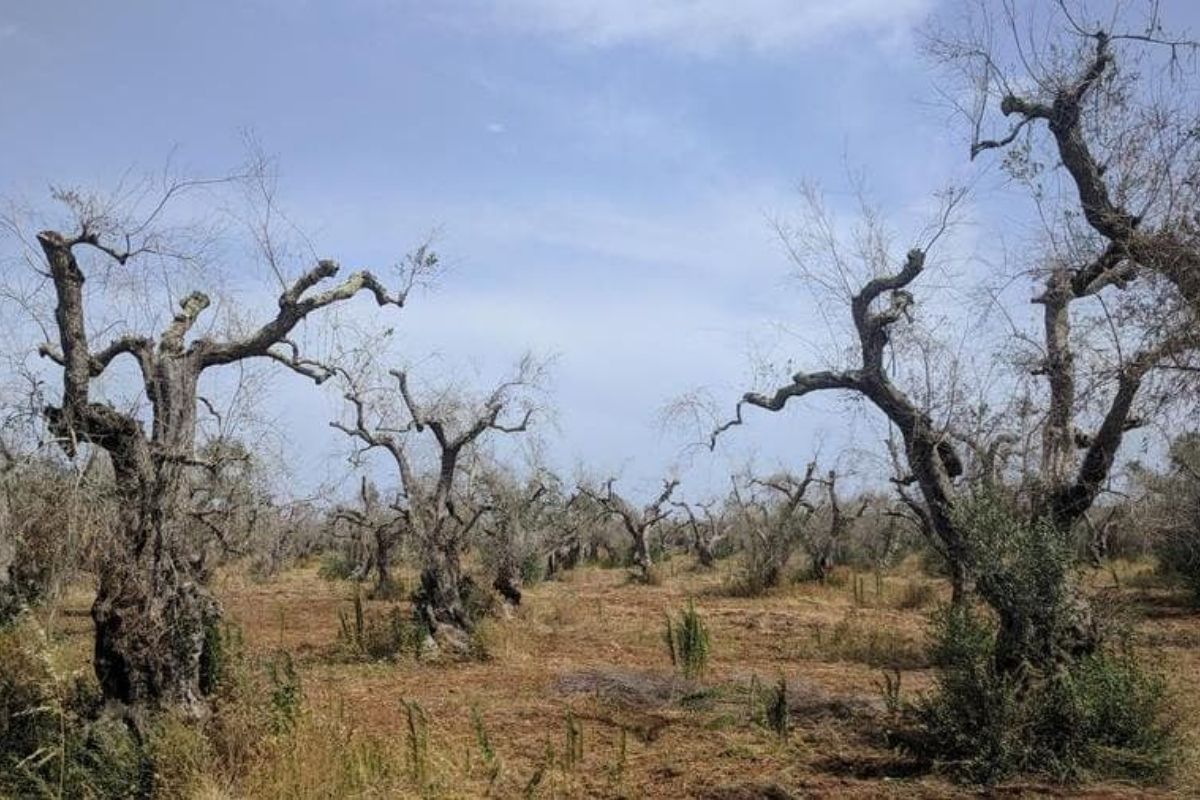 In Puglia arrivano i cani anti-Xylella: una task force per individuare il batterio con l'olfatto