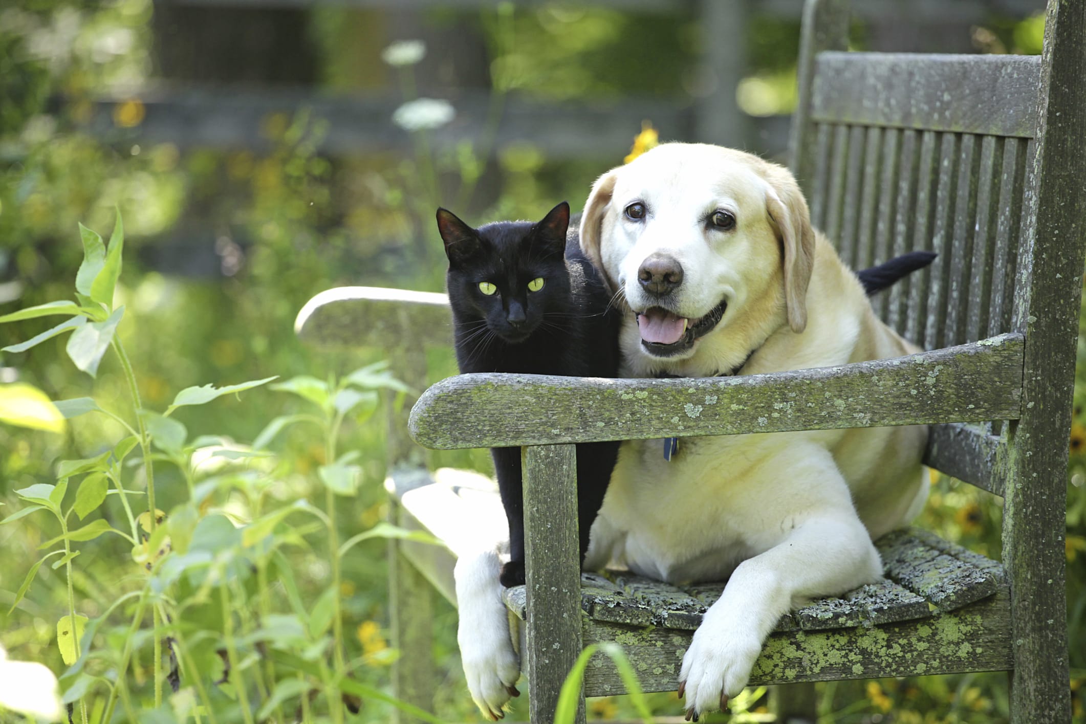 La nuova normativa spagnola dà agli animali domestici diritti molto simili a quelli dei figli in caso di divorzio