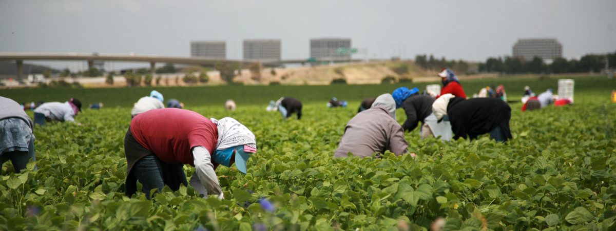 Indagata per caporalato la moglie del capo Dipartimento immigrazione al Viminale: lui si dimette dall'incarico