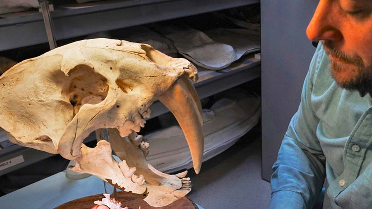 Trovato un predatore dai denti a sciabola di 40 milioni di anni fa, è un antenato dei gatti