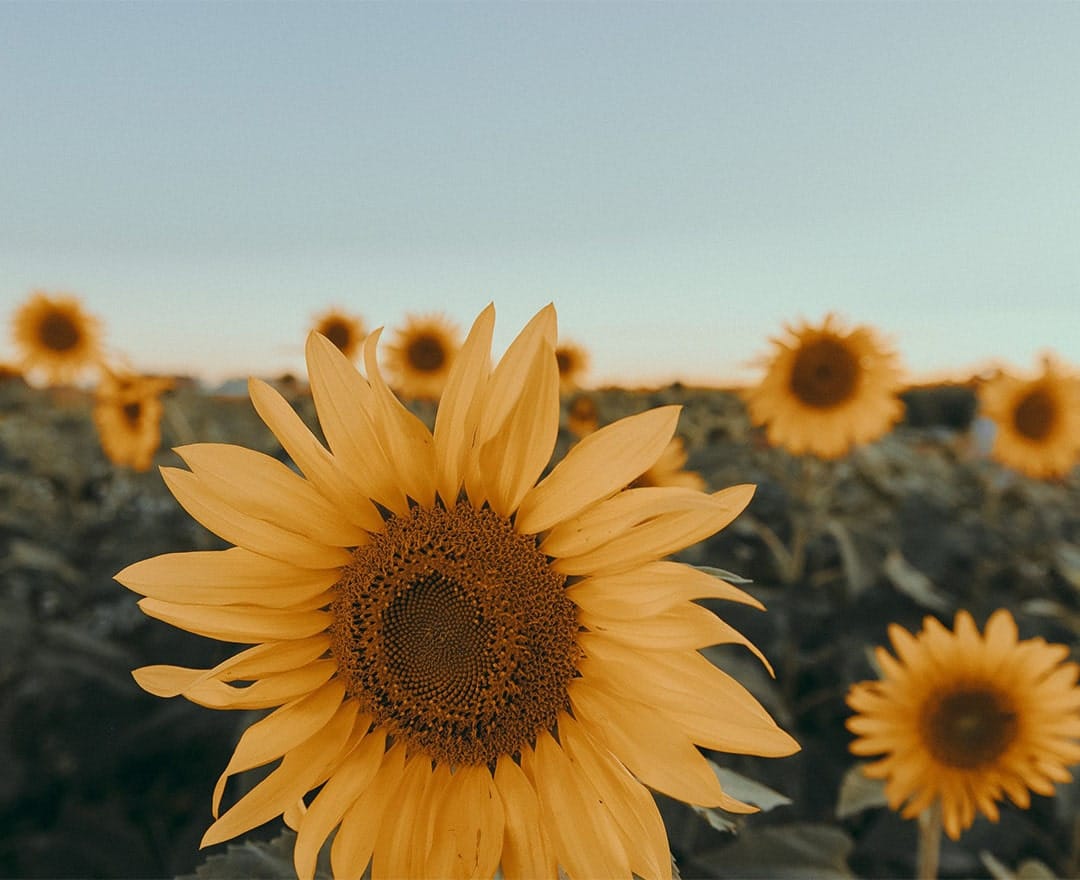 Allarme per l'olio di girasole: entro un mese potrebbero finire le scorte