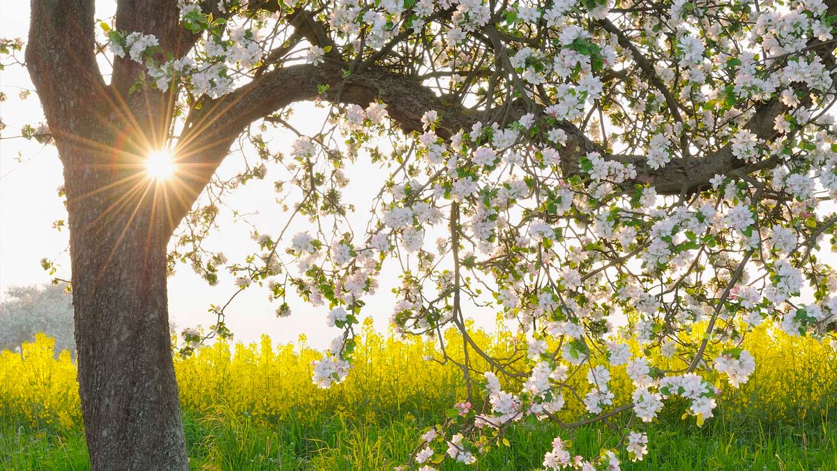 E' arrivata la Primavera e si vede: ecco il meteo per i prossimi giorni